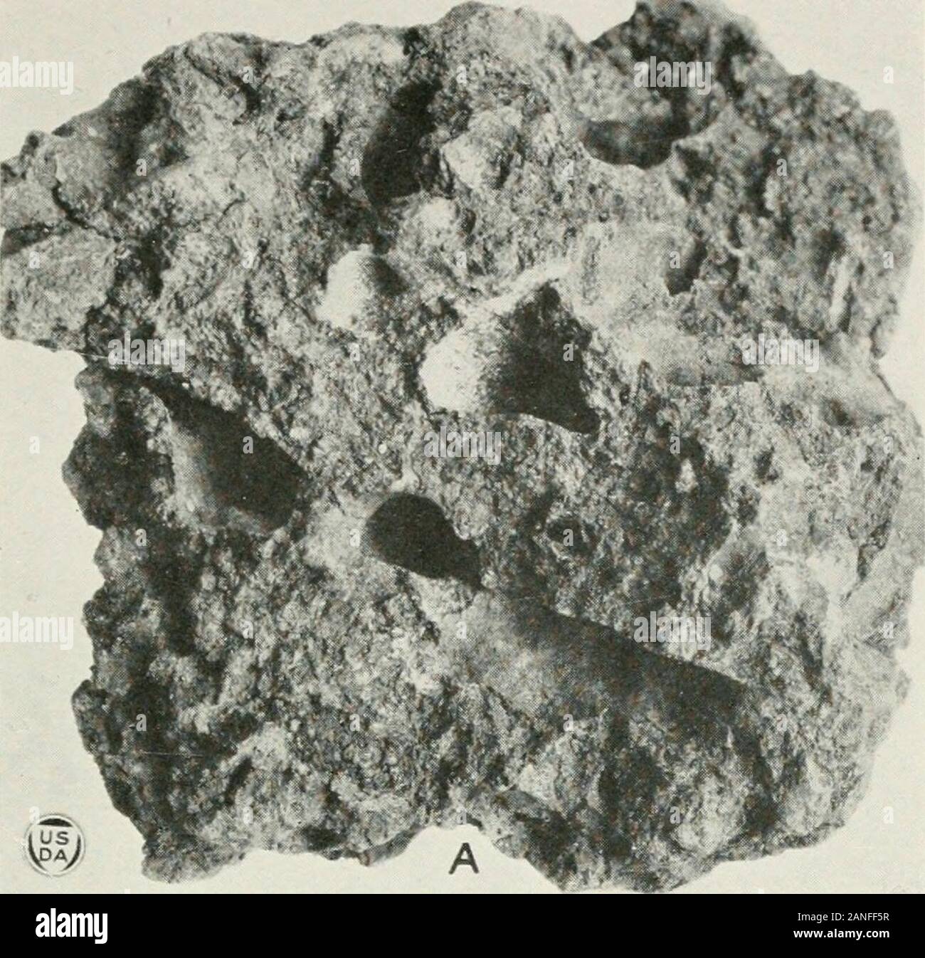 Journal officiel de la recherche agricole . Journal of Agricultural Research, Washington D. C. &lt;un^o planche 4 Amitermes medius A.-Vue extérieure de l'aest. B.-section longitudinale du nid, montrant sa structure intérieure. La plaque 5 Amitermes m^dius A.-partie de mound nest montrant des galeries et des cellules. Las Sabanas, C. Z.B.-partie du même nid montrant des galeries et des cellules. Remarque Le andcells galeries bordées de blanc dans lequel les adultes ailés étaient toujours rassemblés. Les termites du Canal Zons plaque 5. Banque D'Images