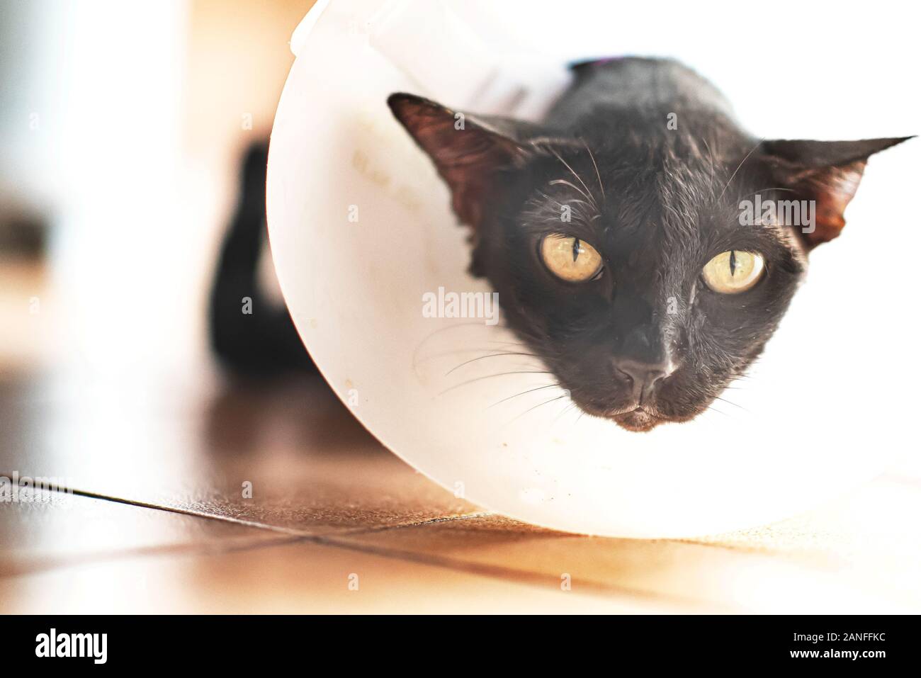 Shaved Black Cat Banque De Photographies Et D Images A Haute Resolution Alamy