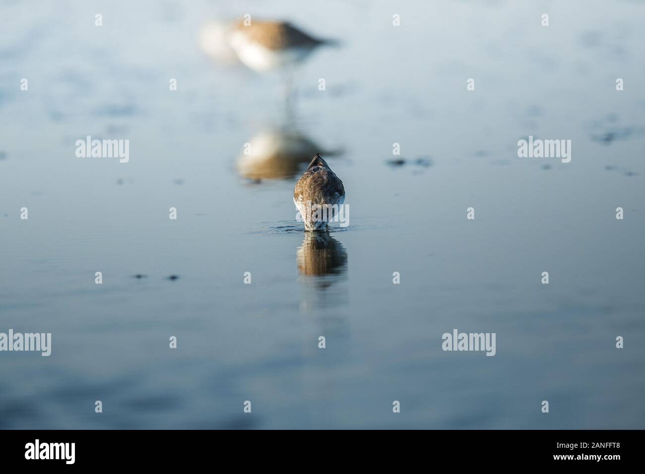 Spoon-billed Sandpiper et les oiseaux de rivage à l'intérieur de Golfe de Thaïlande.Très rares et espèces en danger critique d'extinction du monde,la marche et s'alimenter dans w Banque D'Images