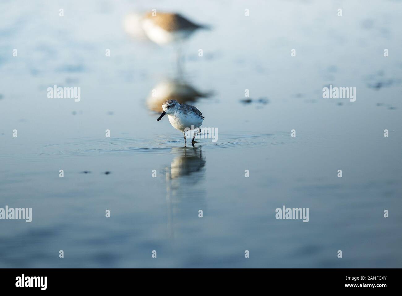 Spoon-billed Sandpiper et les oiseaux de rivage à l'intérieur de Golfe de Thaïlande.Très rares et espèces en danger critique d'extinction du monde,la marche et s'alimenter dans w Banque D'Images