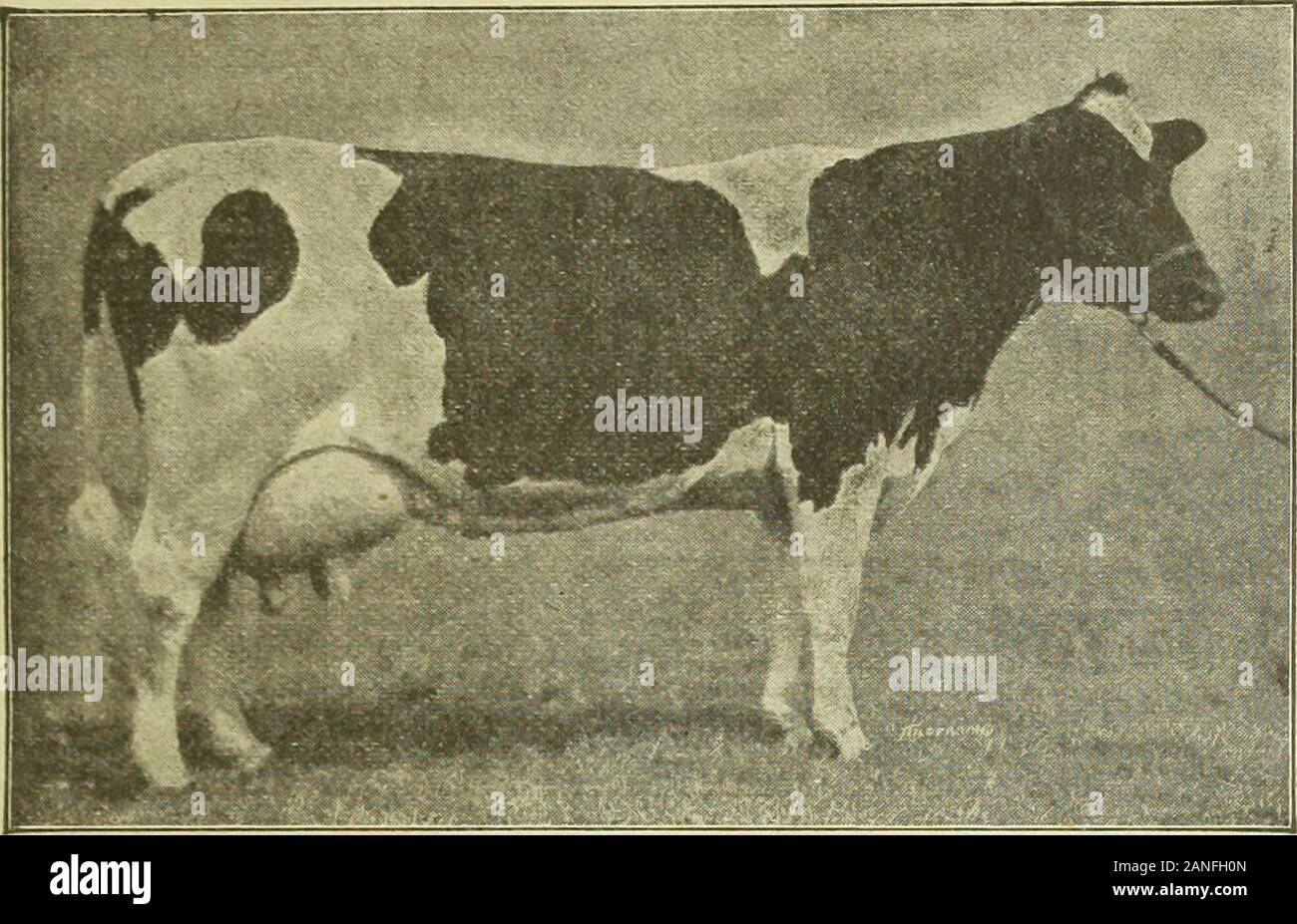 Virginia farmer . 10 janvier 1917. L'OKLAHOMA FARMER 37 Holstein enregistrés lors de l'adjudication Cheval Blanc ferme laitière El Reno, Oklahoma, Jeudi, Janvier 18,1917 30 vaches et Heifersalso inscrit 25 vaches Holstein de haut grade 20 têtes de vaches de 2 à 6 ans, soit d'être toujours frais freshor bientôt. 5 Génisses d'un an enregistrés.5 Des génisses.1 veau mâle enregistré. La plupart de ces vaches et génisses sont élevées à taureaux enet engendré hors des barrages avec des records de 30 livres de beurre en sept jours. Les 25 vaches de haute qualité sont grands, juteux, la plupart des tous les prêts à aller travailler à la seau, b Banque D'Images