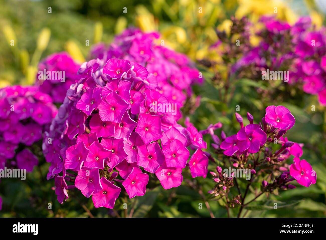 Fleur rose vif, phlox paniculata phlox vivace ou l'été sur le jardin en fleurs. journée ensoleillée d'été Banque D'Images