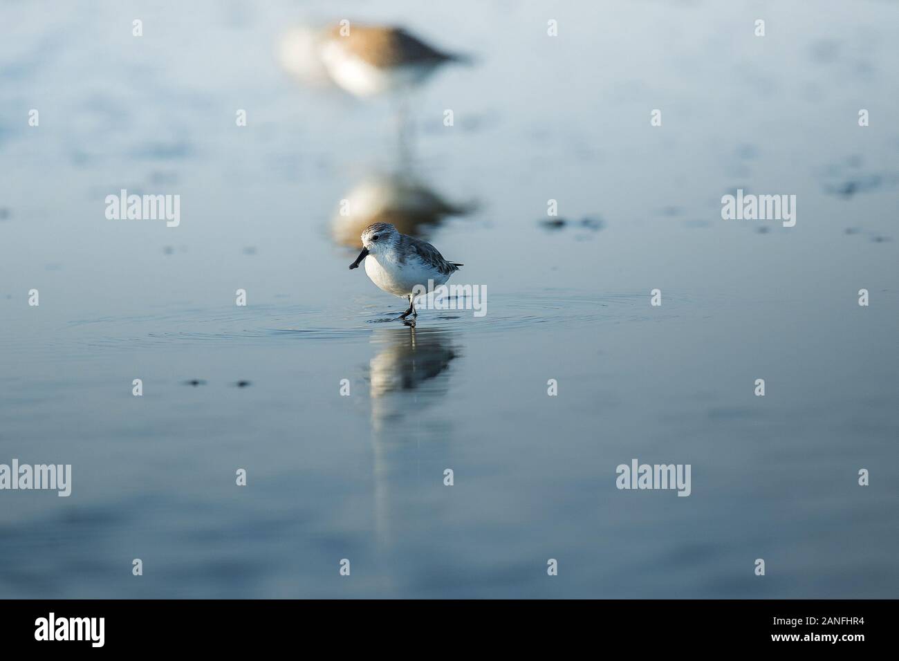 Spoon-billed Sandpiper et les oiseaux de rivage à l'intérieur de Golfe de Thaïlande.Très rares et espèces en danger critique d'extinction du monde,la marche et s'alimenter dans w Banque D'Images