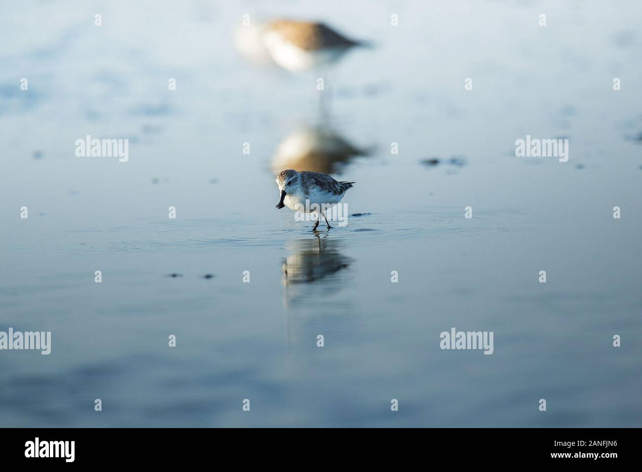 Spoon-billed Sandpiper et les oiseaux de rivage à l'intérieur de Golfe de Thaïlande.Très rares et espèces en danger critique d'extinction du monde,la marche et s'alimenter dans w Banque D'Images