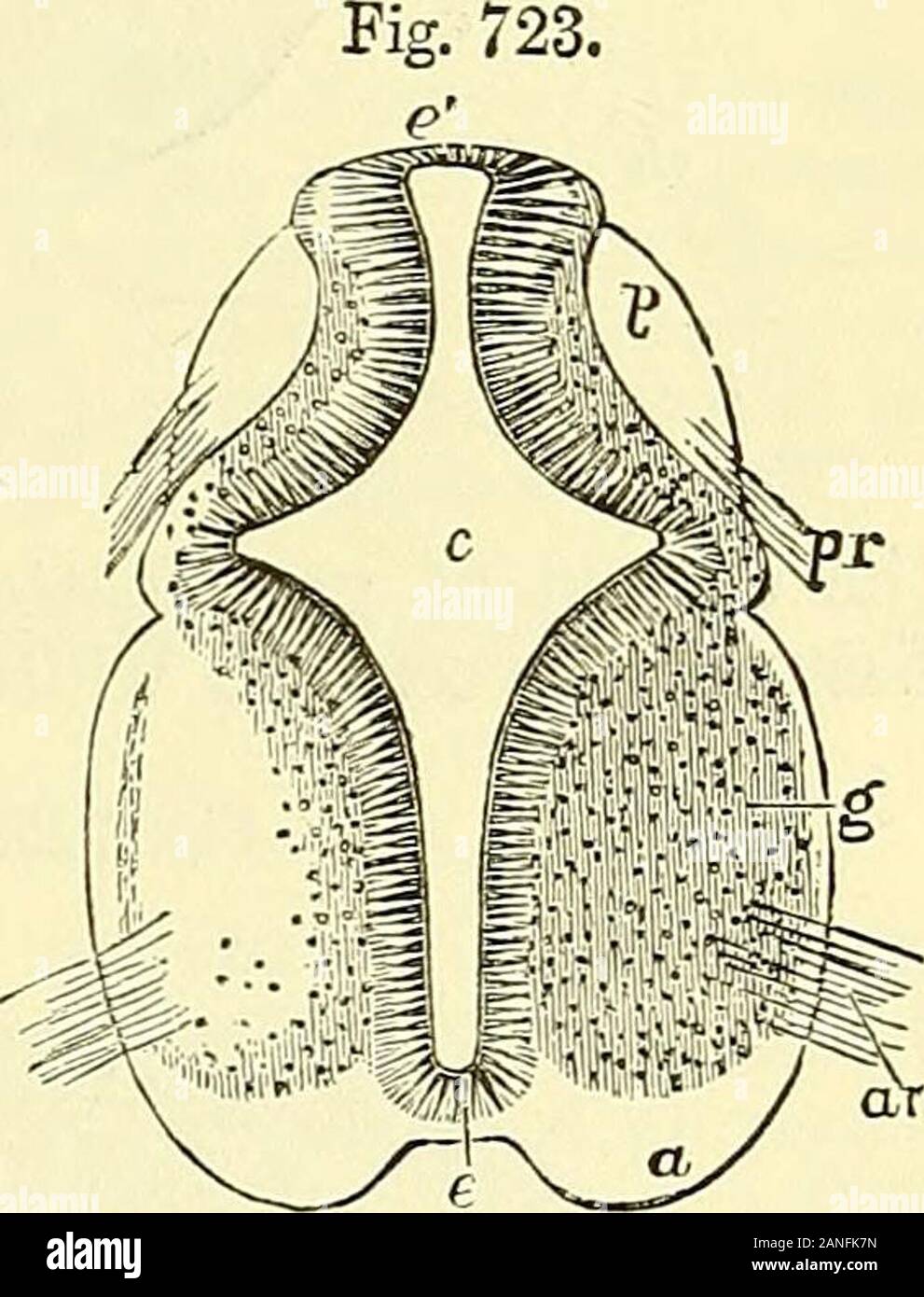 Éléments d'anatomie du Quain . ligne du milieu, mais les fibres de theroots des nerfs lorsque formé sont traçables dans la substance grise respectifs de leurs colonnes antérieure et postérieure. La substance blanche est formée de l'extérieur ou sur la surface d'thedeeper substance grise ; mais il n'est pas encore déterminé s'il s'agit d'Avhollydeveloped hors du cehs composant la matière grise ou de separateblastema à laquelle le mésoblaste peut en partie y contribuer. Il est certainlycombined avec des éléments du tissu conjonctif, et son mode de formation isdifierent à partir de celui de la substance grise, qui est le plus direc Banque D'Images