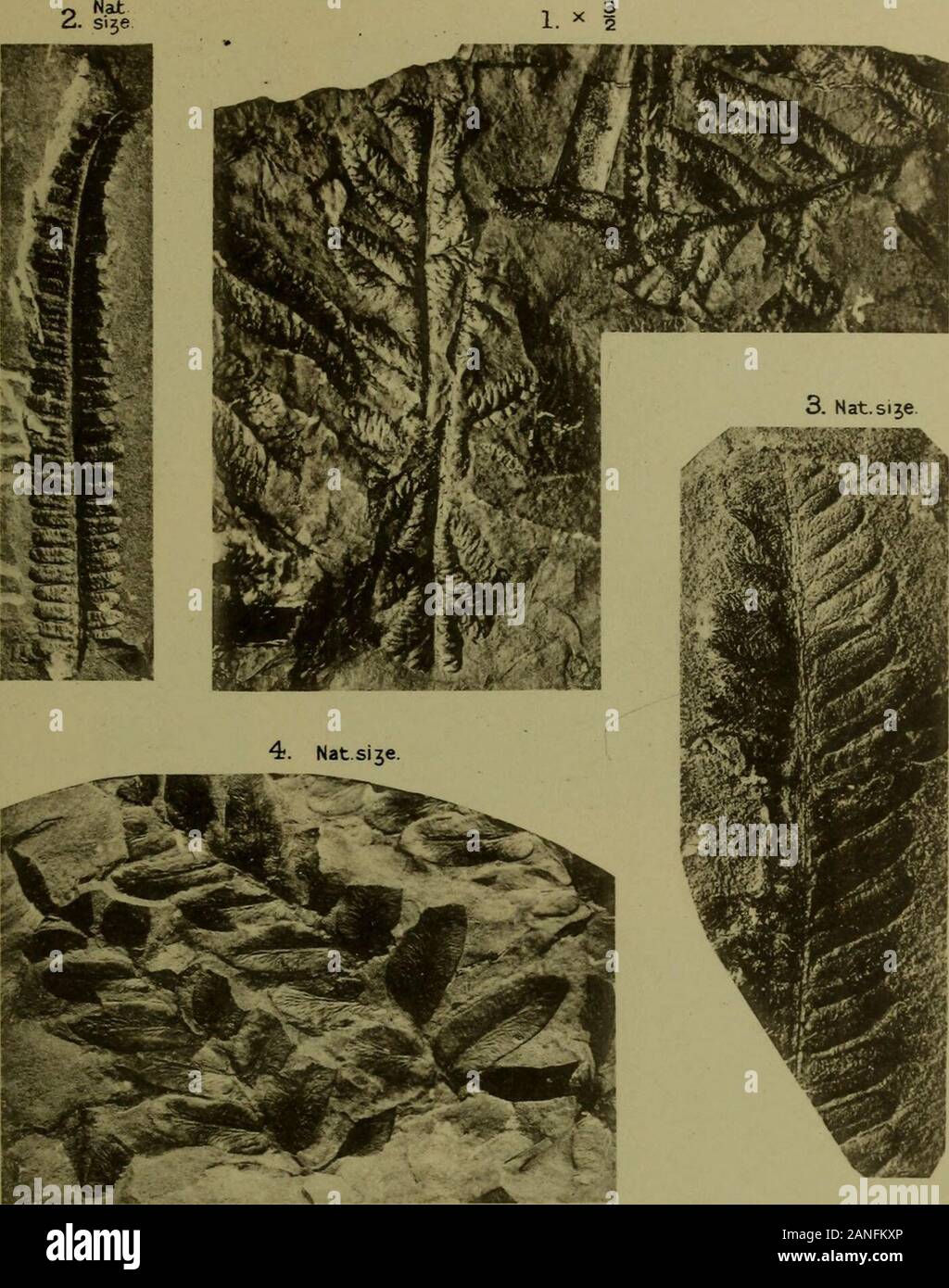 Le journal trimestriel de la Société géologique de Londres . ) P. 788. Explication DES PLAQUES XI-XIII. Tous les spécimens sont dans la collection de plantes du Carbonifère, SedgwickMuseum, Cambridge, à laquelle ils ont été aimablement présenté par M. ArthurBurr. Les numéros enregistrés indiqués font référence à cette collection. [La photo-graphiques doit être examinée dans plusieurs cas à l'aide de la loupe.Ils sont par M. W. Tarns, Cambridge.] Plate XL Fig. 1. Eschiveileriana Lonchopteris Andra, depuis le moyen le Stodmarsh Measuresof Charbon plate, à 1865 pieds. N° 2276. X f. (S'infiltrer. 72.) 2. Pecopteris arhoresce Banque D'Images