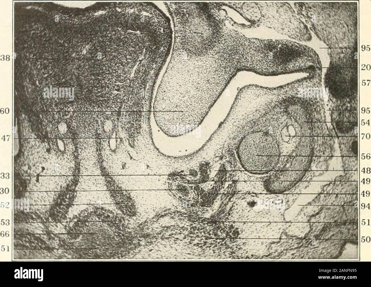 Contributions à l'anatomie et le développement des glandes salivaires dans la mammalia . h ont changé de forme, comme le montre le bycomparing pyriformes allongées masse de l'embryon 35 milKmeter(Fig. 106) avec le presque réniforme de l'adulte sous-maxillaire. Theirsagittal mesure est relativement moins, leur diamètre vertical augmenté. La plus grande partie de l'supramylohyoid sublingual est la présence de 51 millimètres embryon comme une série de courtes pousses incrusting theduct le passage de bas de multilingue (Fig. 109, J4). Dans les 70 milli mètres ces embryons sont plus grands et dépassent légèrement le li Banque D'Images