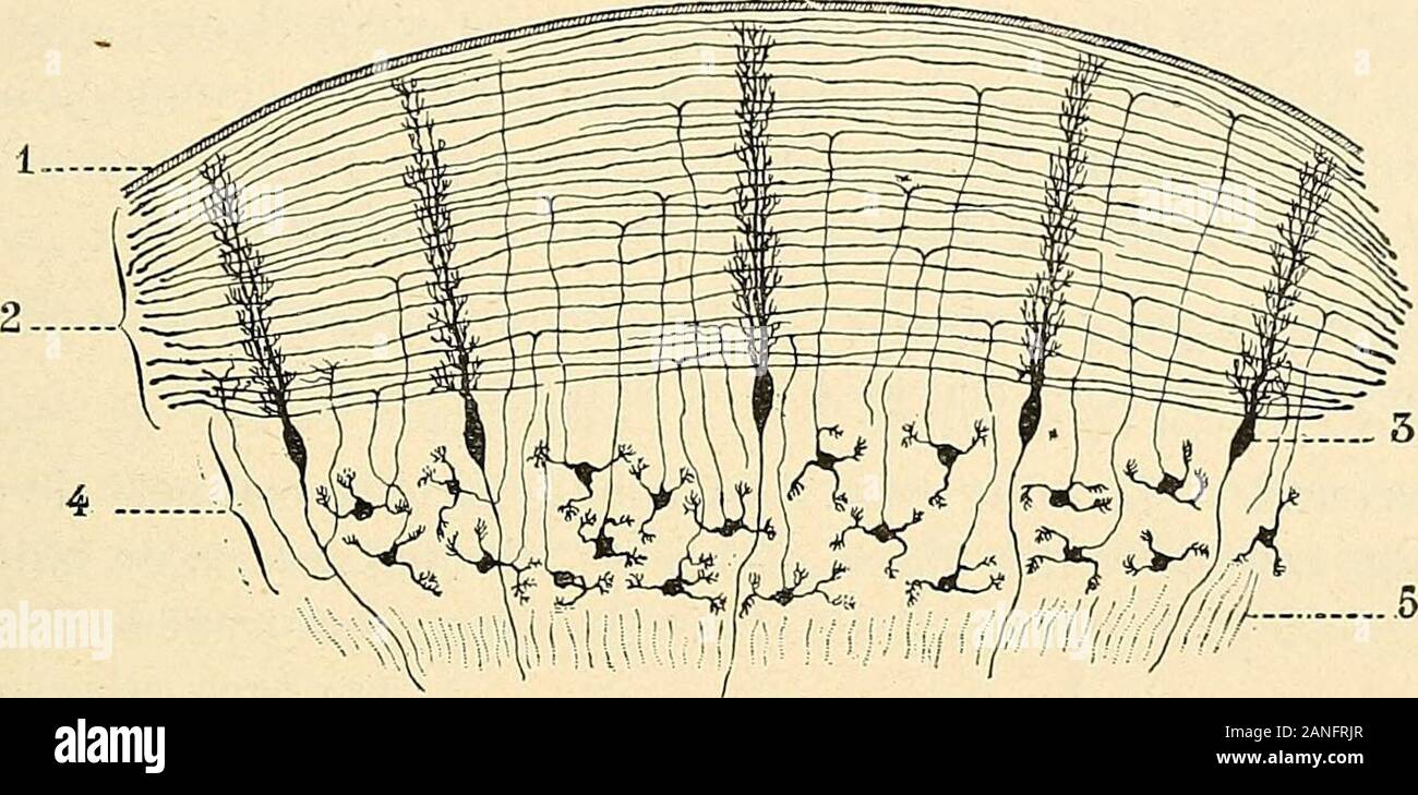 Traité d'anatomie humaine . es où les fibres parallèles seront vues en long, les cellules de Purkinje de protîl serontvues de (fig. 416,3) et vice versa, sur les coupes de l'IIO cells de Purkinjeseront vues dans le sens de la largeur, les fibres nous apparaîtront en coupé-trans versale (fig. 414,4). Chemin faisant, les fibres parallèles croisent donc à angledroit les bords de toutes les cellules de Purkinje de qui se trouvent sur leur passage.Ramon y Gajal fait remarquer quelles reposent sur les épines que présentent laté-ralement les ramuscules protoplasmiques de ces cellules et, de ce fait, entr Banque D'Images