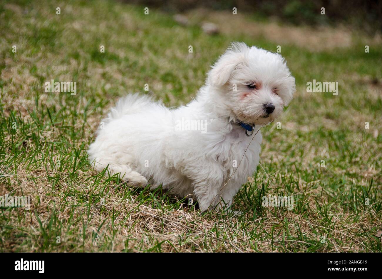 Chiens Les Plus Mignons Banque D Image Et Photos Alamy