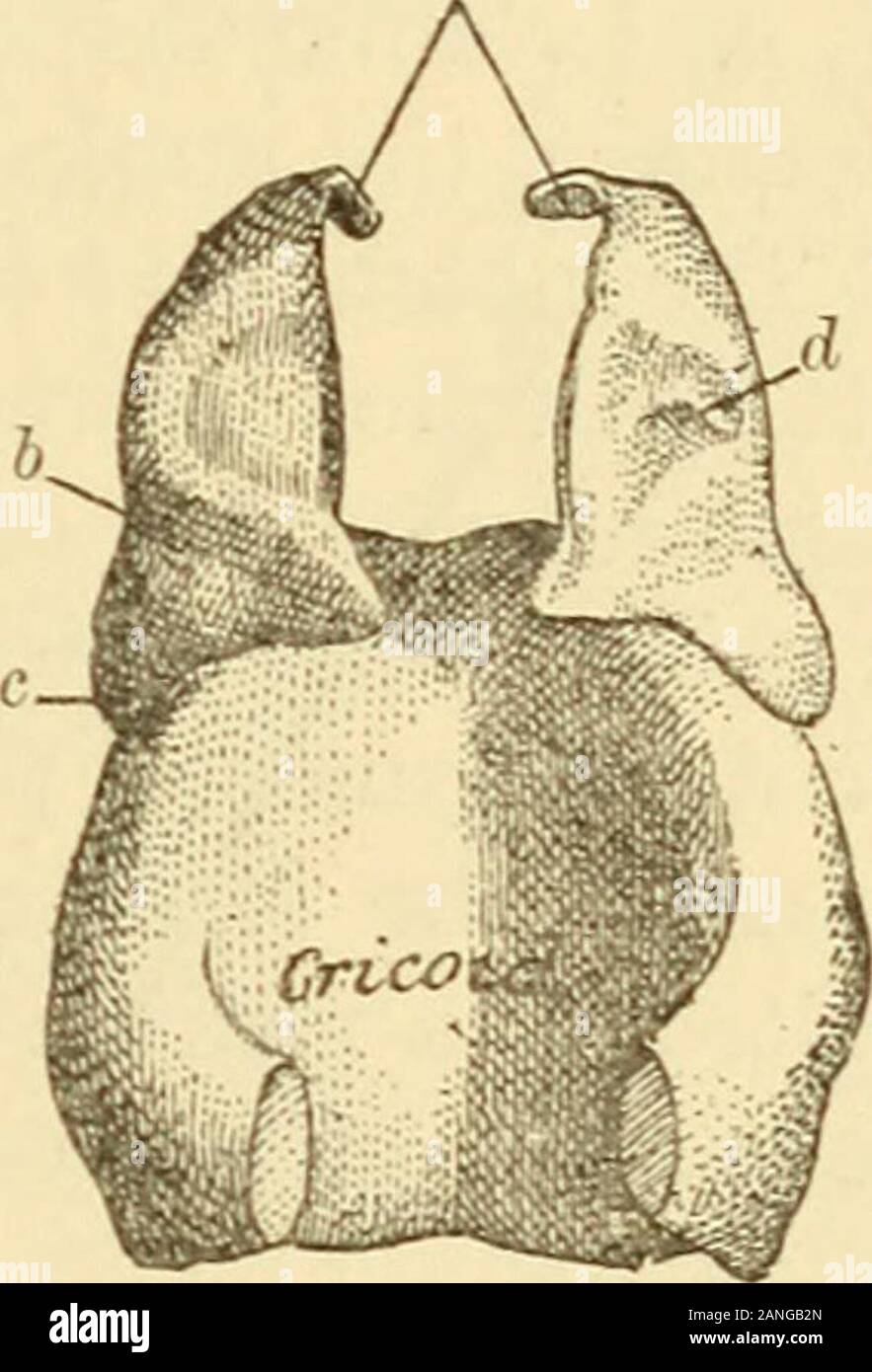 Un Texte livre Sur Les Maladies De L oreille Du Nez Et De La Gorge 