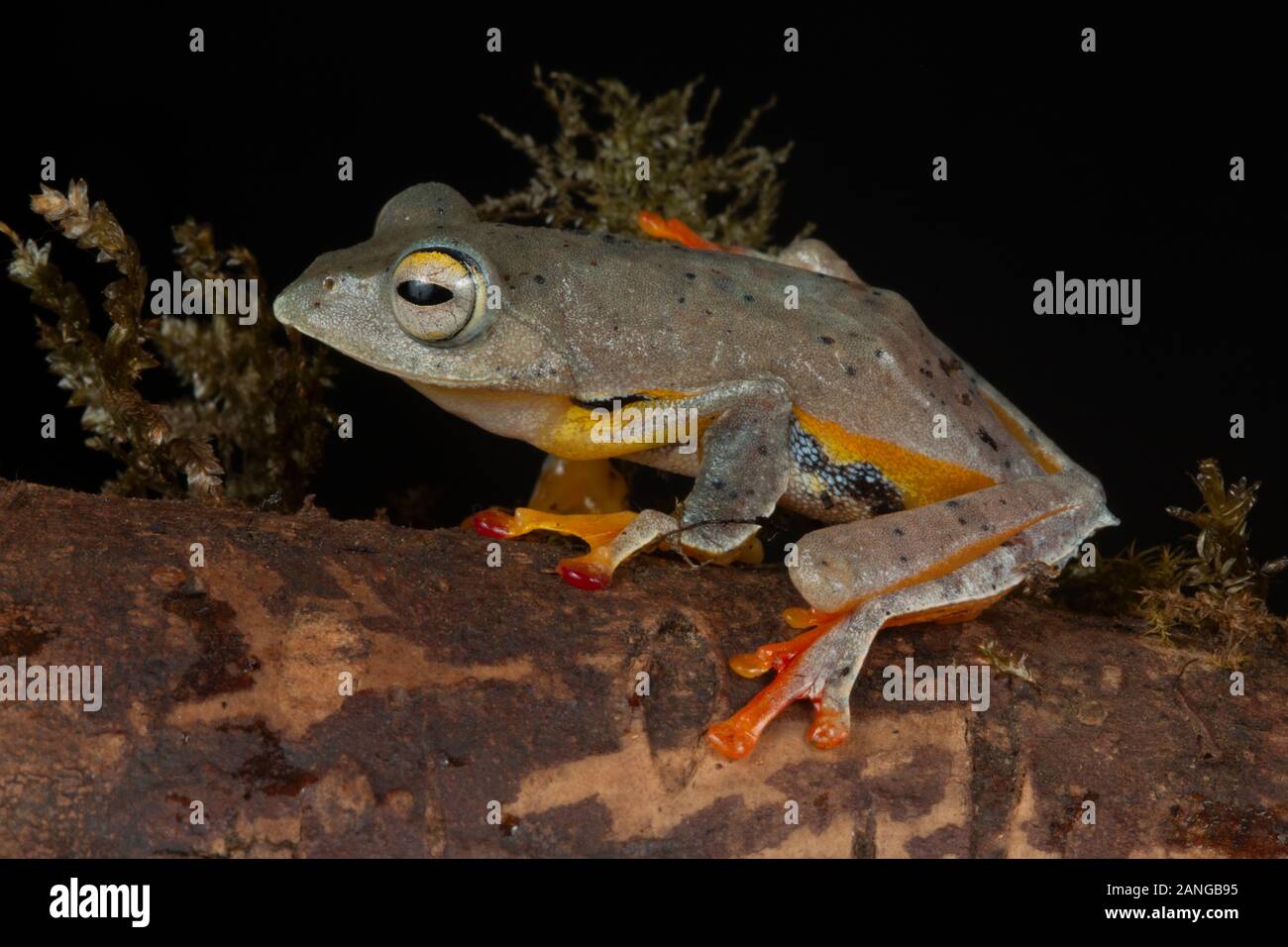 Rhacophorus bipunctatus est une espèce de grenouilles de la famille des Rhacophoridae frog moss() trouvés à partir de l'Est de l'Inde en Asie du Sud Est Banque D'Images