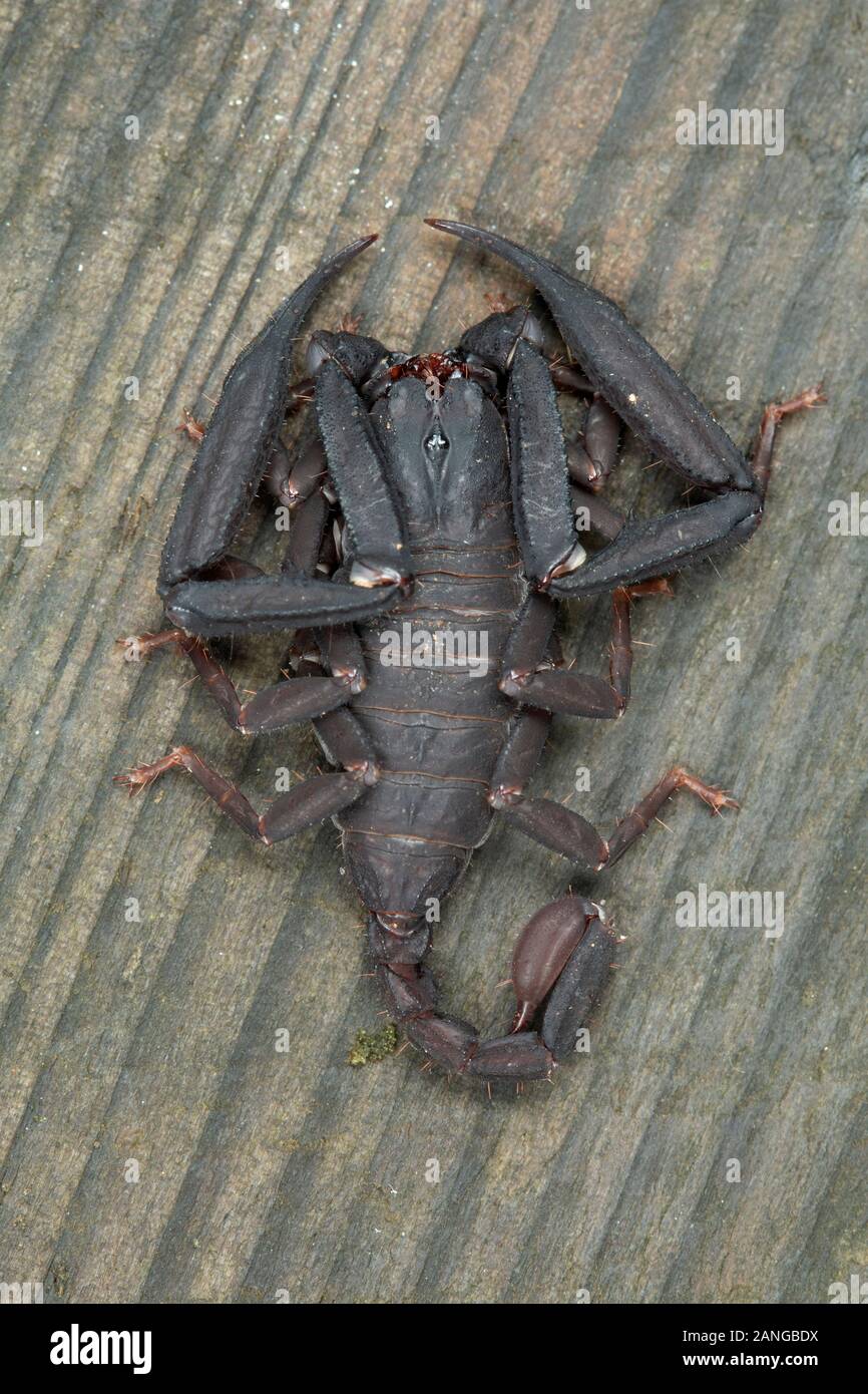 Euscorpiops sp. sont communs le long éperon clifts dans tout le nord-est de l'Inde. Banque D'Images