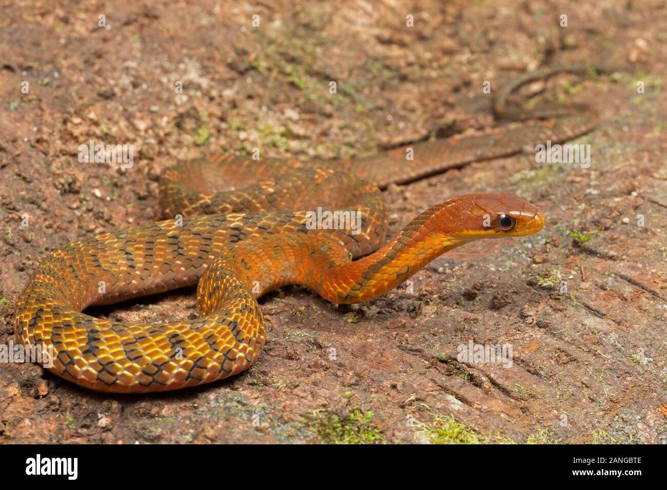 Pseudoxenodon macrops, communément connue sous le nom de bambou à grands yeux de serpent ou le faux cobra endémique à l'Asie. Banque D'Images