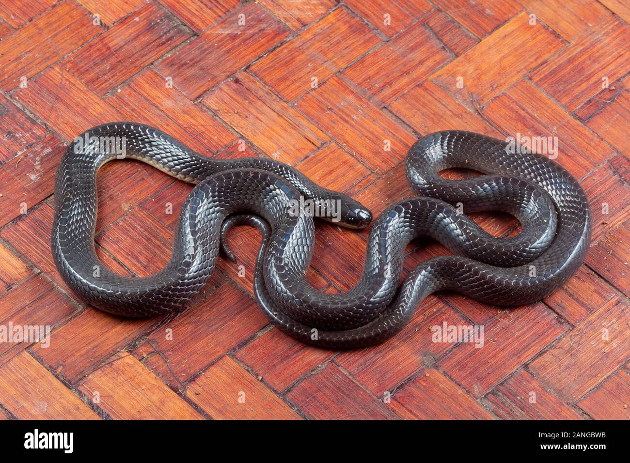 Noir, plus krait Bungarus niger serpent venimeux de la famille des Elapidae. L'espèce est endémique à l'Asie du Sud. Banque D'Images