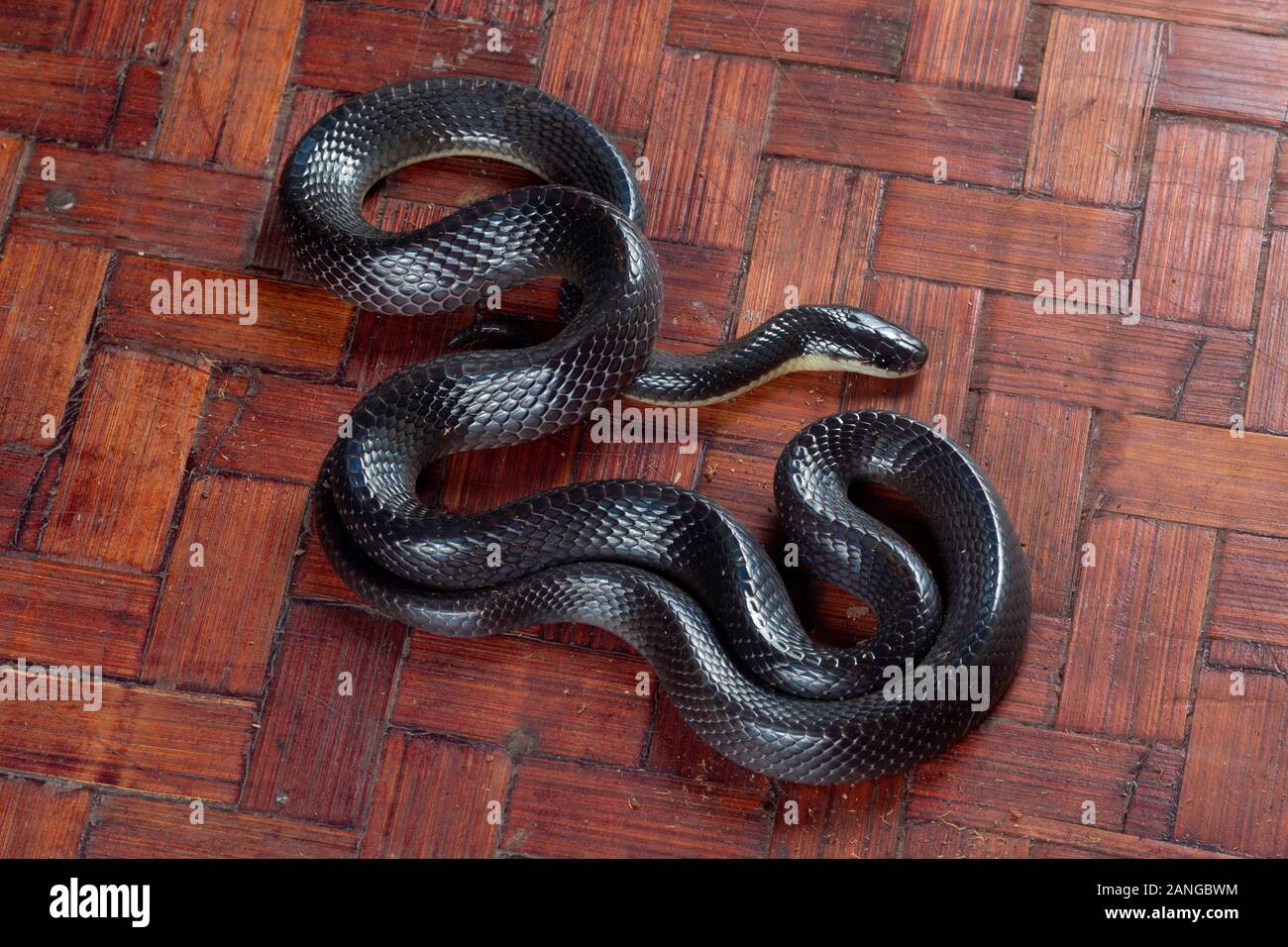 Noir, plus krait Bungarus niger serpent venimeux de la famille des Elapidae. L'espèce est endémique à l'Asie du Sud. Banque D'Images