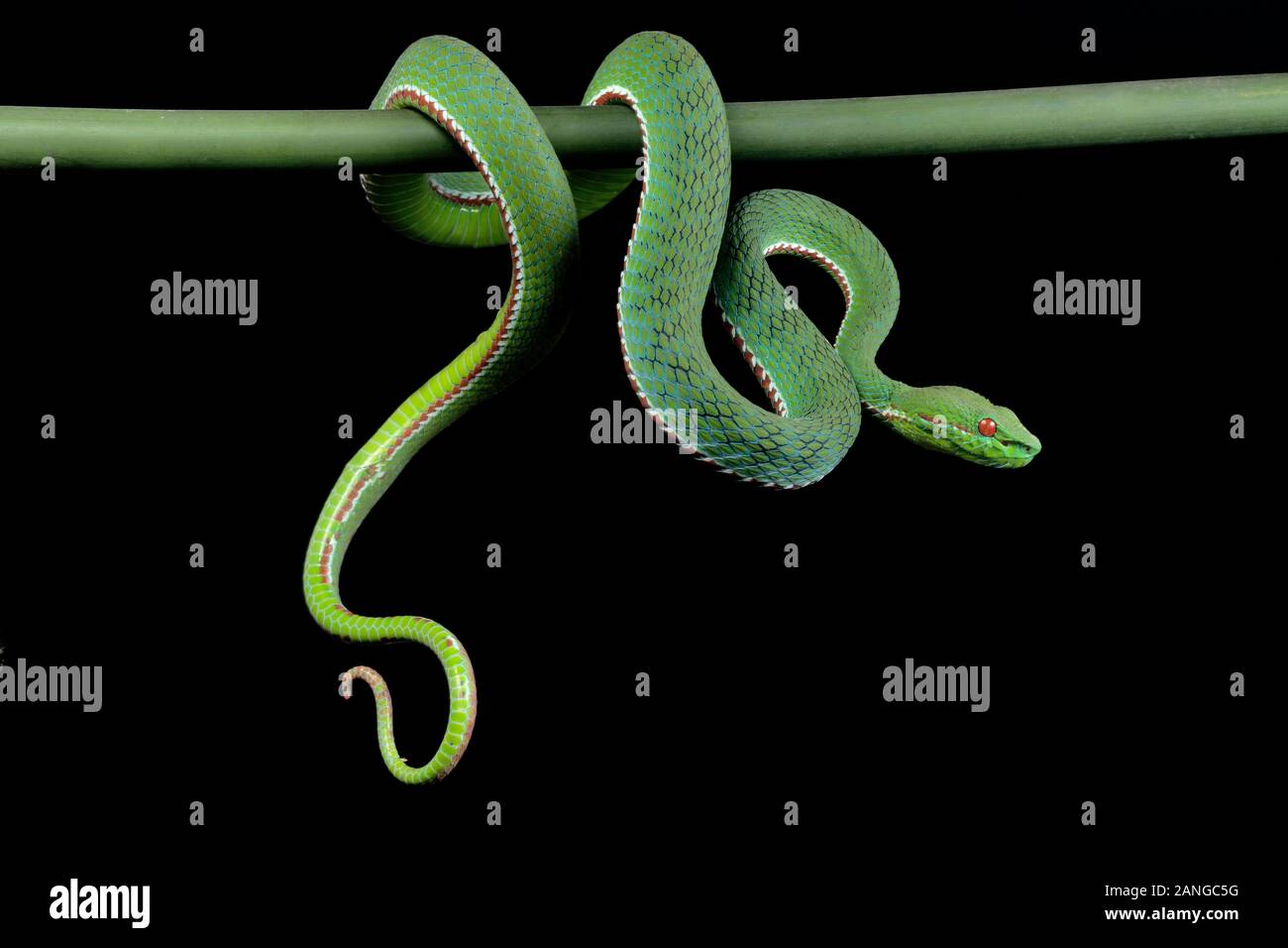 Trimeresurus popeiorum ou pape's Pit Viper venimeuse, originaire du nord et du nord-est de régions de l'Inde Banque D'Images