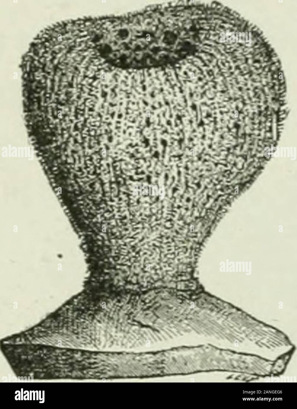 Beginners' zoologie . 20 Zoologie débutants. spongin, une substance de la même nature chimique que la soie(fig. 30 et 31). Les éponges calcaires ont des squelettes aux nombreux spicules oflime. Les trois rayons spicule est la forme la plus commune. L'éponge commercial, vu qu'il pousse dans l'océan, un appearsas masse arrondie avec une surface lisse, extérieur sombre, et d'avoir plus sur la cohérence de foie de boeuf. Plusieurs grandes ouvertures (oscula),d'où l'eau coule, sont visibles sur la surface supérieure.petits trous (pores inhalent - beaucoup d'entre eux si faible qu'beindistinguishable) sont sur les côtés. Si le spong Banque D'Images