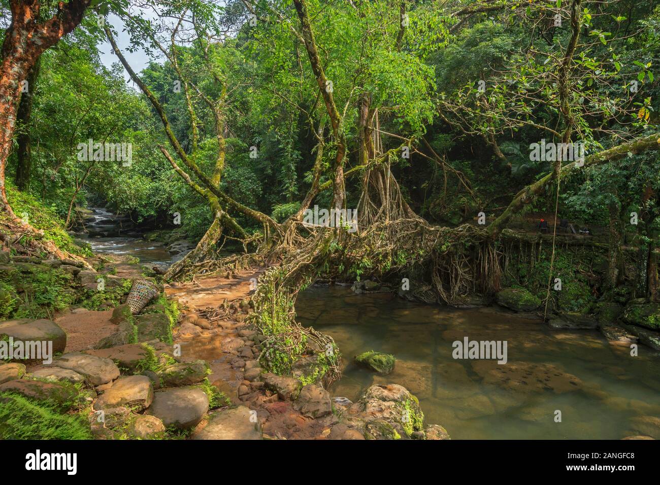 Pont racine de vie, réalisé à la main en caoutchouc racines aériennes des figuiers, Meghalaya, en Inde Banque D'Images