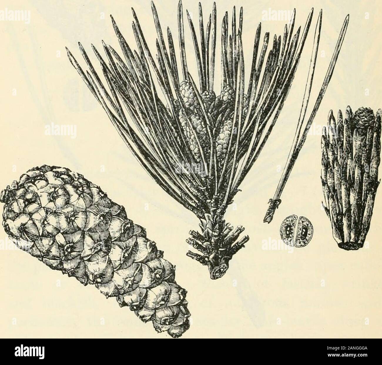 Les arbres ; un manuel de botanique pour la forêt-bois et le laboratoire . Fig. 119. Pin sylvestre, Pinus syloestris, p. 310 (Wi). 83 Aiguilles plus longtemps, au moins 8 à 15 et jusqu'à 30 cm. de long. Une laisse de 10 à 15 cm., ou jusqu'à 18 cm. P., Laricio Poir, var. Austriaca. Pino noir, AustrianPino (Fig. 120). Grand arbre à l'écorce et le feuillage très foncé.feuilles rigides ou sinueux, d'un vert profond sur les deux faces, 8-18cm. de long ; stout, légèrement obtus ou aigus, à peine piquante, 312 pointe de pin noir et jaune disque, semi-terete ou légèrement channeledabove serratulate minutieusement, les marges, la persistance des 3-4 oreven 6 ans. Les feuilles y mourir Banque D'Images
