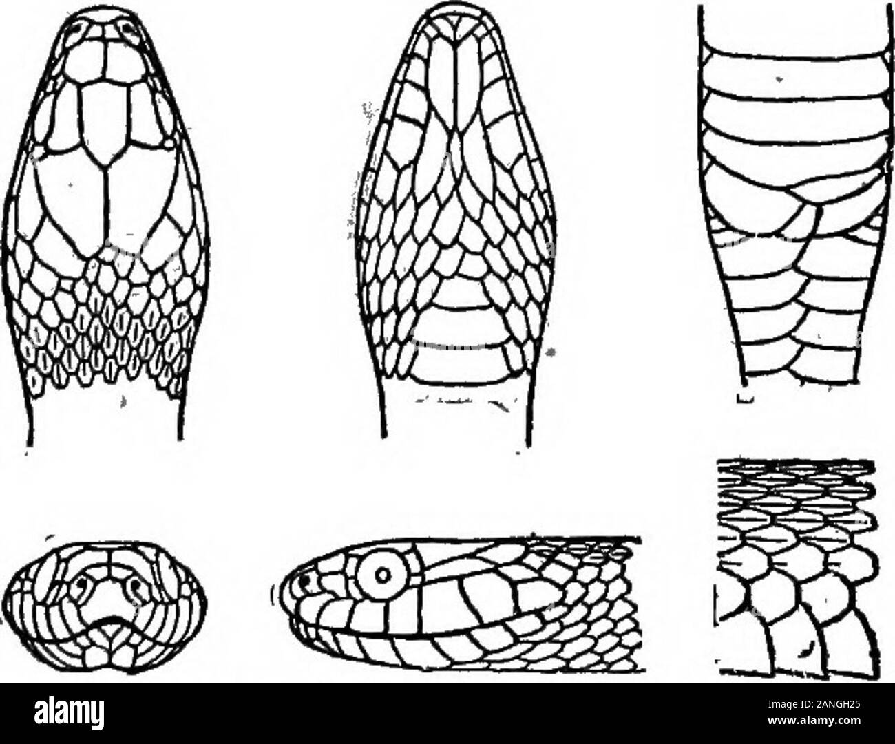 Catalogue de New York reptiles et batraciens . RCE pour l'contortrix copperhead (Ancistrodon)(p. 385) est beaucoup moins proche. L'un de nos plus grands, plus beaux et plus abondants serpents.Mearns. 98, p. 326 abondante dans tous les comtés du sud-est de New York.J'^ckel. 1901, p. 152 abondants près de Ithaca, fréquent à Hornellsville. Eeed. 1901 souvent vu le long des rives de la Hackensack et autres streamsin Rockland County, mais pas si commun que le serpent noir. Wal-dentelle. 190113 Natrix rigida (dis)Stiff ( snaJceI De Kay. Tropidonotus rigidus Jordanie. RigidaScales carinated Regina, en 19 lignes. Museau court. U Banque D'Images
