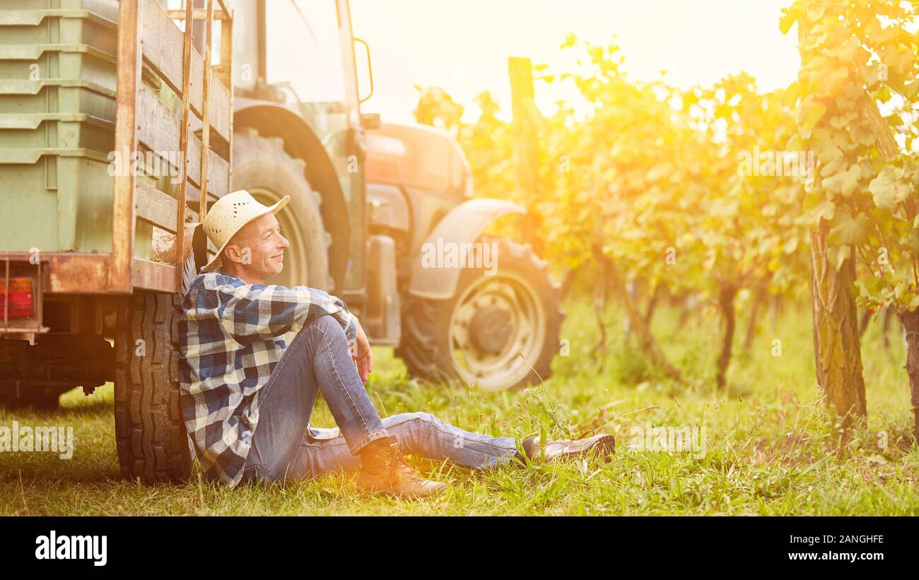 Hacheuse prend pause sur le tracteur au vignoble pendant la récolte en automne Banque D'Images