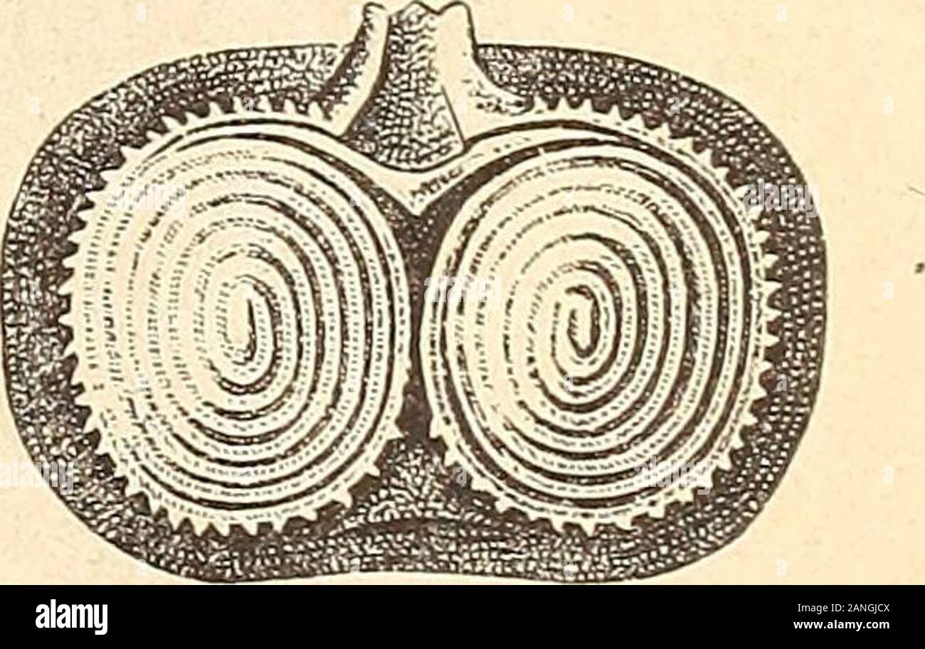 Neues Jahrbuch für Geologie, urbanisation et Paläontologie . - 444 entstanden. Es wird nun sp. Suessi auf die mit hoher pyramidaler Areal-klappe und gewissen vom Verfasser beschriebenen inneren Eigentümlich versehenen keiten-Spiriferinen ausschliesslich aus chemin de fer rhétique jusqu'à être Schichten schränkt. Spirigera Orb. Da van nuciformis Spirigera Gmbl. ( = Sp. nuxWinkl.) näheres nicht zu erfahren, guerre derGattung bleibt als Vertreter Raymond dans chemin de fer rhétique jusqu'Schichten Die schöne Sp. oxycölpos EMR. Übrig.Trotzdem über dieselbe Suess und schon von Quenstedt ausführliche mit-theilungen, auch der inneren Theile, v Banque D'Images