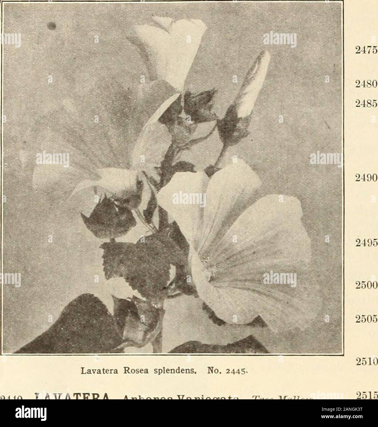 Farquhar's 1910 annuel jardin . Larkspiir Farquhars invincibles, n° 2420. Oz., .50;pour Splendide Trichophila Kochia, n° 2375, prix autrement, Oz., ..50 : ^ oz., .15. Collection de 6 Colops, séparer, notre Larkspup sélection .Papillon. Dainty - annuelle avec des fleurs bleu vif. la coupe. 1 pied ... ... ... LaPkspup Tall Rocket mixte. Pointes Long showy. 2 pieds, Oz, LaPkspuF Dwapf.30 ; Rocket mixte. La première de toutes les très fortes pointes d'. fleurs doubles. 1 pied ... Oz., .30 ; pour le Larkspurs, voir Delphinium, Xos. 6565-6630,51 Pkt. .10.50 .25.05 .05 R. et J. FARQUHAR & Co., Boston. Rapport annuel Banque D'Images