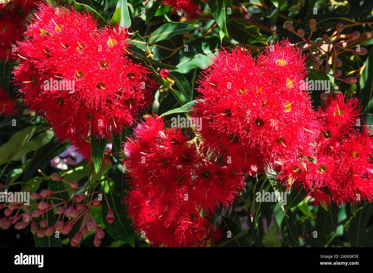 Gomme rouge à fleurs, Corymbia fifolia (anciennement Eucalyptus fifolia), Melbourne, Australie Banque D'Images