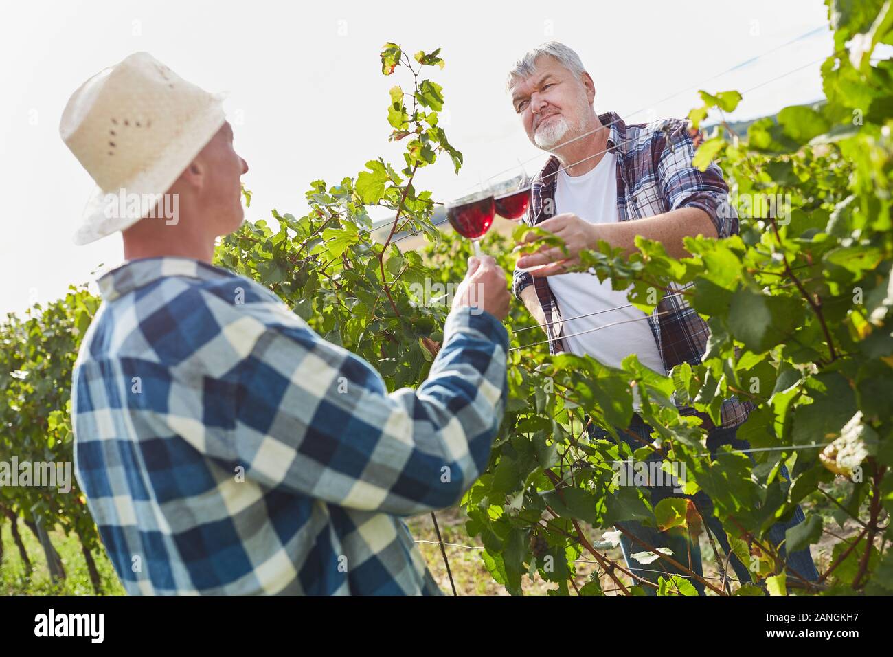 Deux vignerons toast avec un verre de vin rouge pendant la récolte dans les vignes Banque D'Images