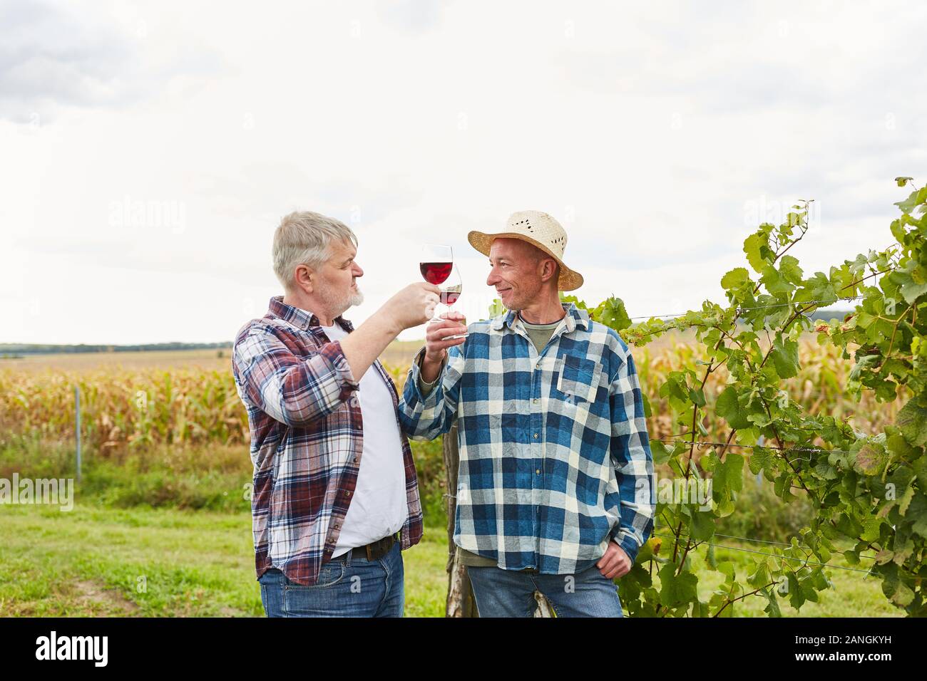 Deux vignerons ou aides récolte boire un verre de vin rouge ensemble dans le vignoble Banque D'Images