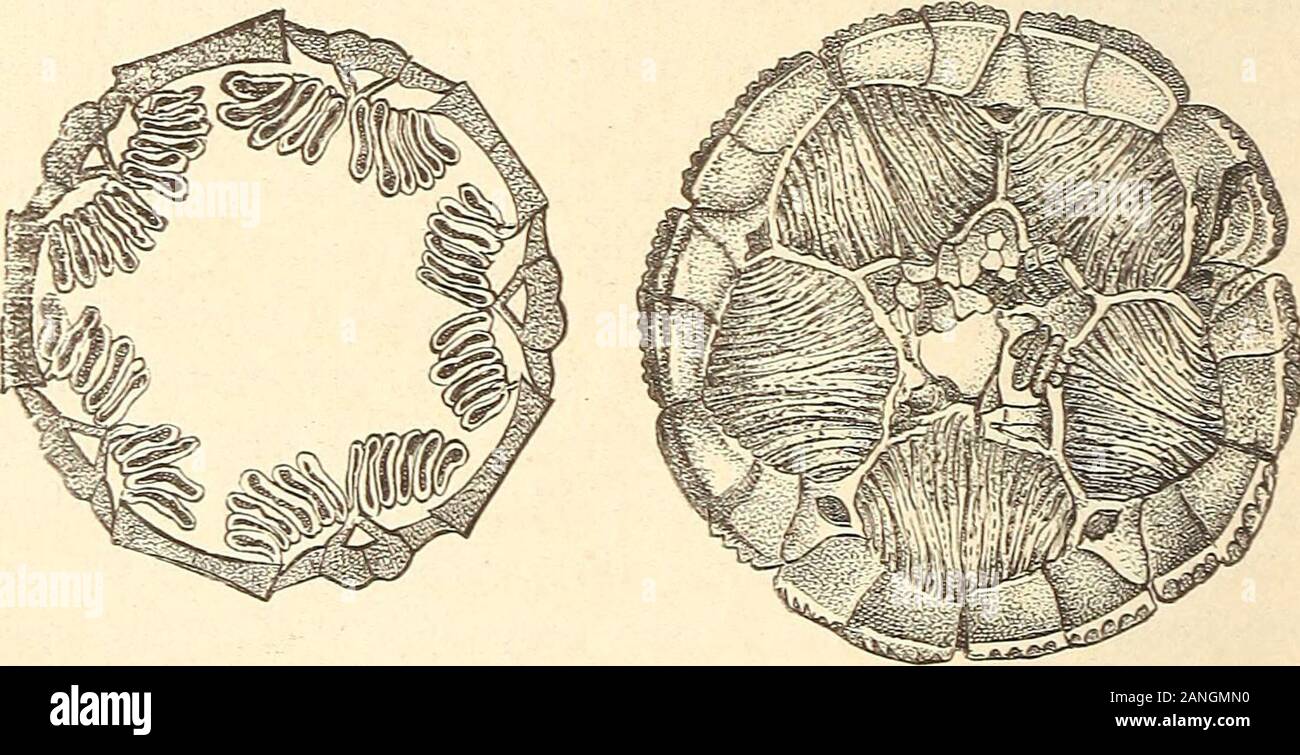 Neues Jahrbuch für Geologie, urbanisation et Paläontologie und durch dünne . iegen Wände von denunter Armtunneln das Gewölbe führenden geschieden sind. Es kommen10-20 und mehr solcher Poren vor und die Stellung derselben lässt sie der alsHomologa Ovarialöffnungen Blastoideen, Sog der erscheinen. Batoer Strotocrinus Steganocrinus,DCI, Eucladocrinus OUacrinus, sind Gattungen, mitsolchen Poren. Kennt Man auch im Innern der Kelche Theile, welche die Beziehung dans mitdiesen Poren mögen, donc mourir Kammern welche dans Actino-rinus den porösen poröse selbst und umgeben cylindre Wände haben ; es soll fern Banque D'Images