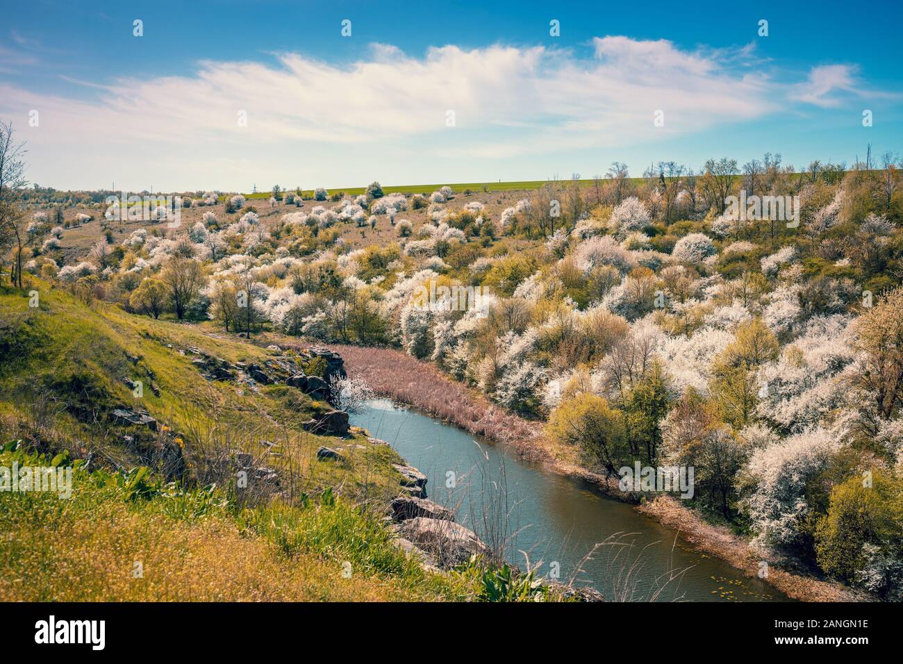 La banque de Rocky Mountain river. Vue de la rivière dans une vallée avec des arbres en fleurs au début du printemps. Paysage naturel Banque D'Images