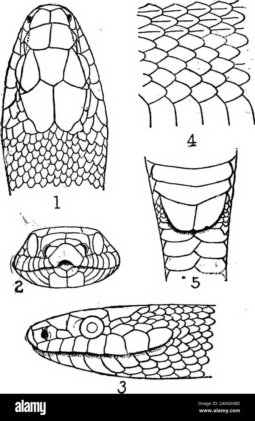 Catalogue de New York reptiles et batraciens . pecimen n'a jamais été trouvé dans la zone ici discuté, andCope (1900) affirme qu'il n'a pas lieu à l'Est de l'Illinois. Morse(1901) note, toutefois, les spécimens de CHiio. 8 Coluber obsoletus obsoletus (dis)HaeerDe Kay. On trouve le alleghaniensisJordan. Callopeltis obsoletusScales dans 27 lignes, les 17 lignes dorsales carénées,.couleur au-dessus, noir ou brun foncé, avec ou sans taches foncées quad-rangular ; échelles occasionnel avec marquage blanc ; blanc à greenifih couleur ardoise ci-dessous.Longueur de 50 à 75 pouces. Fonnd dans les Highlands.De Kay, p. 37 autrefois tout à fait com Banque D'Images