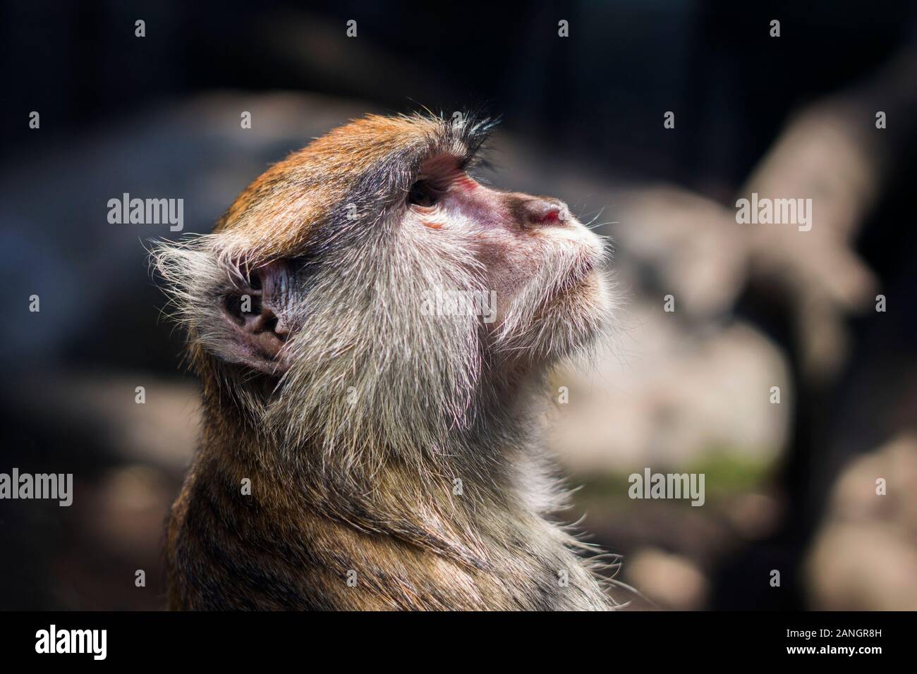 Portrait d'un vieux et beau singe Patas de regarder le ciel Banque D'Images