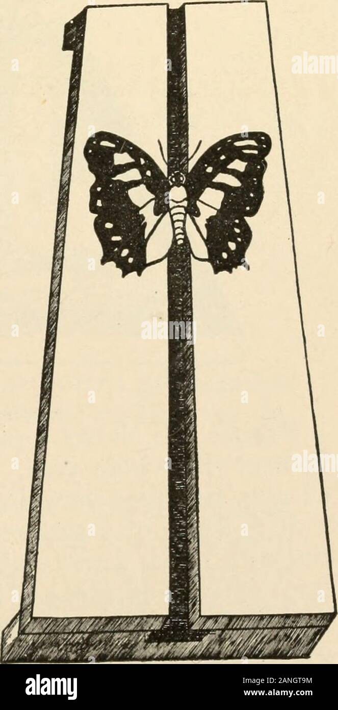 Travail constructif ; . La figure III. CAGE D'INSECTES. La figure III représente une maison,la trame en cours d woodand haut et sur les côtés du verre.Cela peut être fait par les élèves de 8e année Seventhor et est utilisé comme cage d'insectes aii beaucoup asin Exercice II. Conseil de montage Figure IV. montre une wayfor mountingboard faire un insecte. B neath la rainure de l'isa de feuille de Cork. L'bodyof l'insecte est placé dans andpinned thegroove et ailes déployées à côtés. 247. La FIGURE IV INSECTES. Banque D'Images