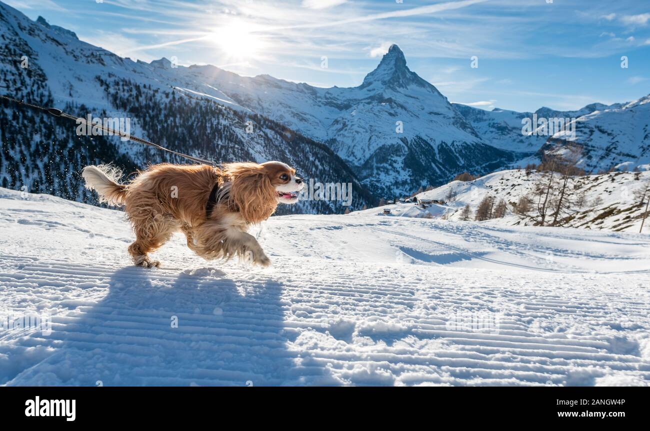 L'exécution de cocker anglais dans le show en face de Cervin à Zermatt dans les Alpes Suisses Banque D'Images