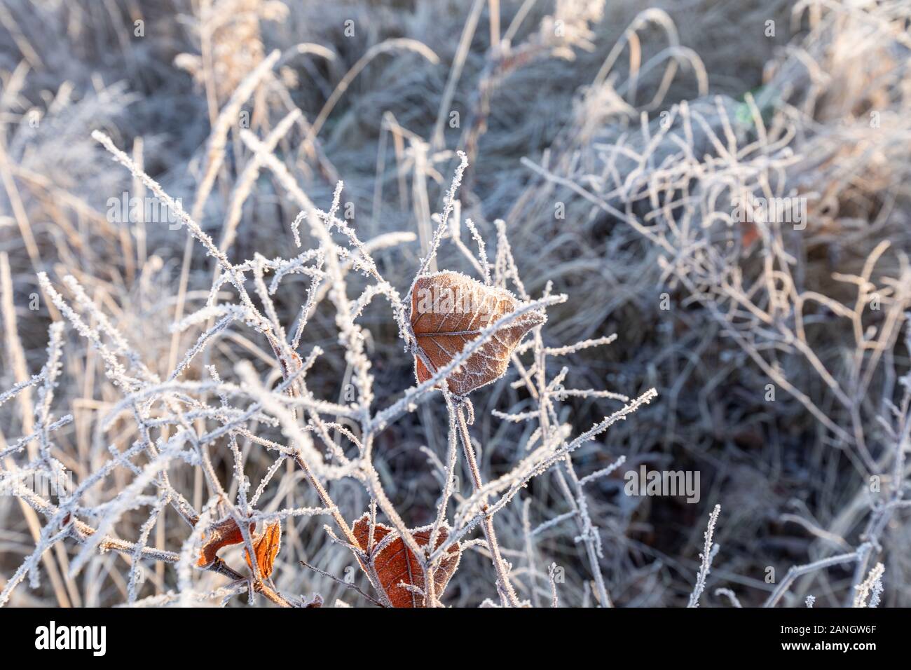 Givre sur l'herbe et reed. Les cristaux de glace de près. Hiver Nature Arrière-plan. Jour de gel de l'hiver. Banque D'Images