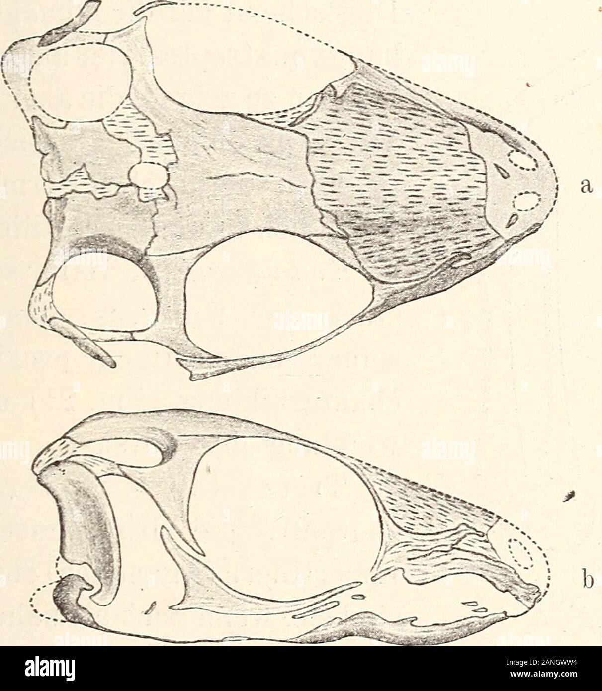 Neues Jahrbuch für Geologie, urbanisation et Paläontologie . Fig. 19. Des Schädels Laterale Ansicht von Diadectes aus dem vonTexas Perm en nat. Größe nach cas, l'ostéologie des Diadectidae etc.Journ. de la géologie. 13. 2. 1905 ? P. 132. goidallücke erinnert stärker un ihre Vorfahren, die Cotylo-saurier (s. Fig. 18), als die der Rhynchöcephalen. Dagegenkann Streptostylie die vollkommene wohl nicht als etwasprimäres aufgefaßt Cotylosaurier werden, da alle aus der von monimostyl Orestida Brachyrhinodon, Elgin taylori. 53 sind ; aber im Sinne von Versluys (1. c.) sind Sie méta-kinetisch. Aus einer Banque D'Images