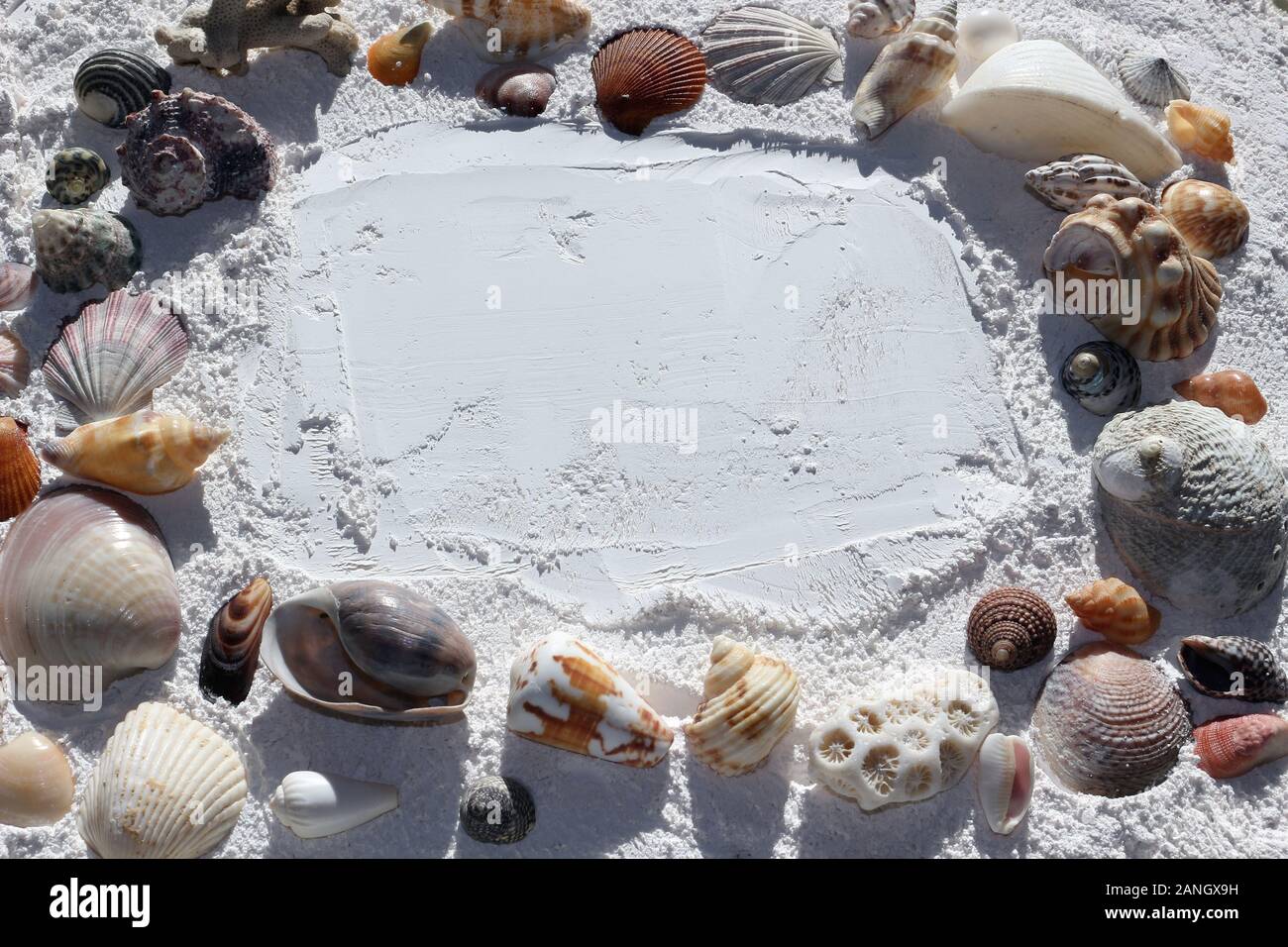 Une frontière de coquillages de mer sur le sable blanc Banque D'Images