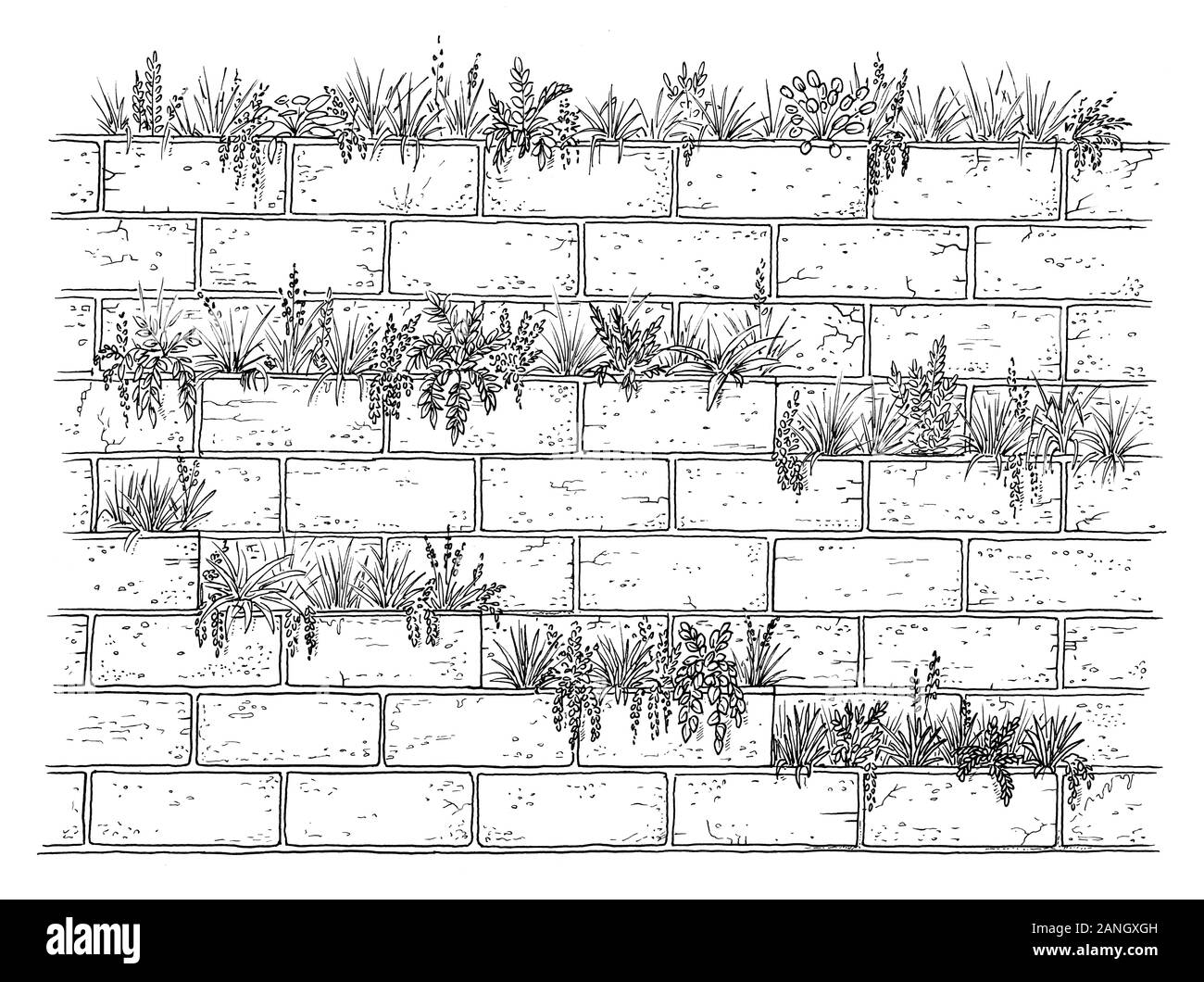 Dessin de concept de mur végétal. Croquis de végétaux plantés dans le mur de brique, noir et blanc illustration Banque D'Images
