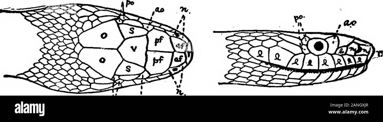 Catalogue de New York reptiles et batraciens . nettement triangulaire en contours, et sepa au prorata de l'organisme par un cou relativement limitée. Le^ rattlesof rattlesnaktes de deux espèces sont bien sûr une unmistakablecharacteristic. La copperhead ne porte aucune marque distinctive tel,et est fréquemment confondu avec l'inoffensive couleuvre, orblowing adder (p. 368), le serpent d'eau (p. 377) et parfois le evenwith snake familiers (p. 374). Une lecture attentive de l'thedescriptions et l'inspection des coupes données de ces espèces, andcomparison avec ceux de la copperhead fera Banque D'Images