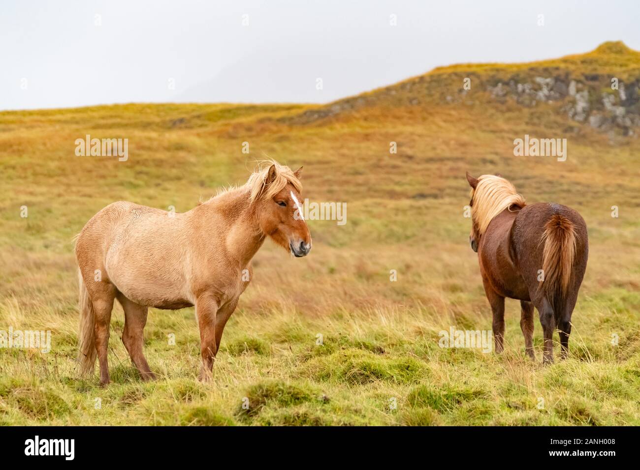 Plusieurs couleurs chevaux Islandais dans une paisible prairie, Islande Banque D'Images