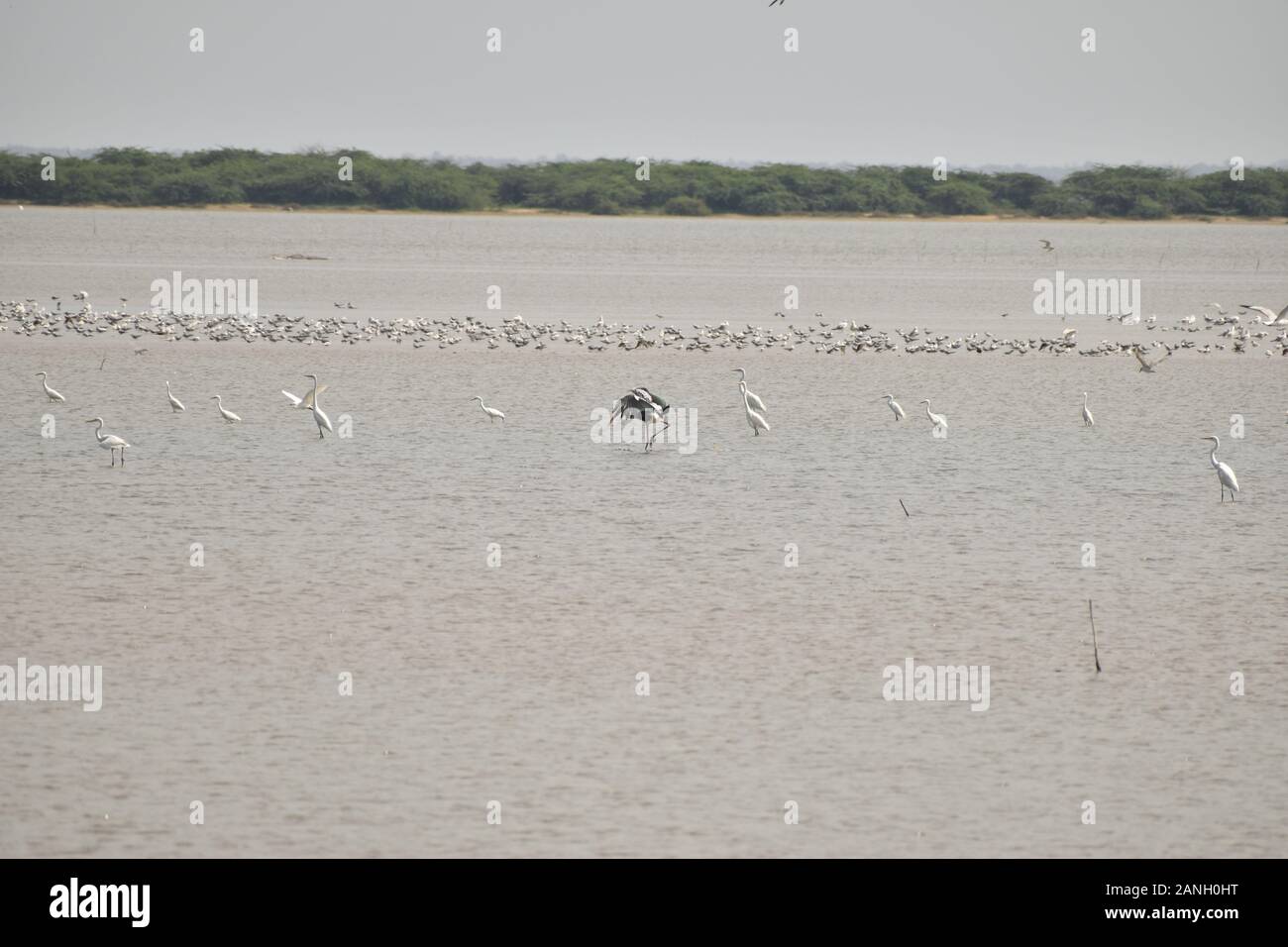 Groupe d'oiseaux assis et voler dans l'eau. Différents types d'oiseaux dans le lac en Inde Banque D'Images