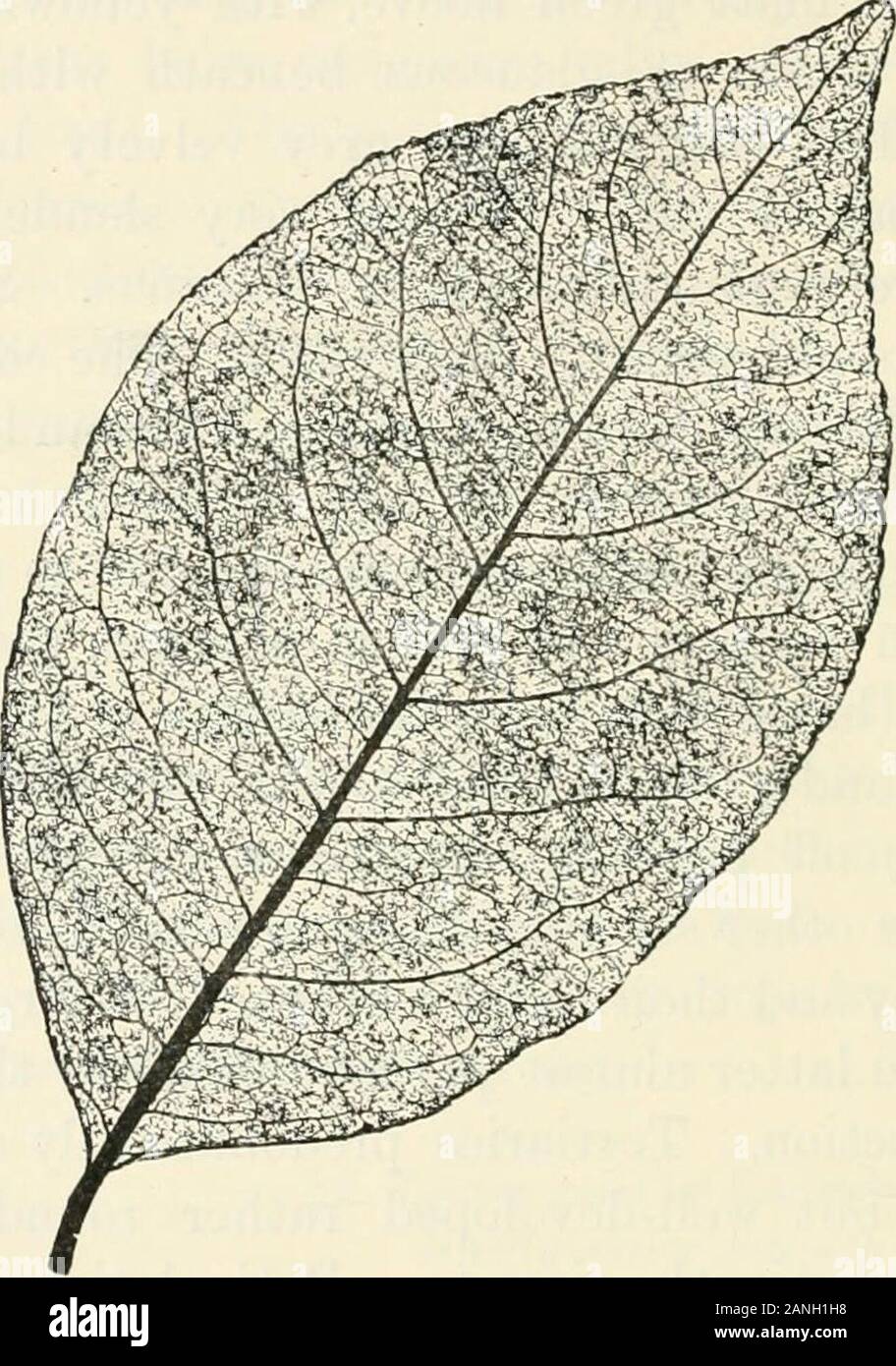 Les arbres ; un manuel de botanique pour la forêt-bois et le laboratoire l'midribthen . ft, en libérant les secondaires pennées plus haut. Basalribs, comme les autres, les secondaires un peu feebler que themidrib ; elles et leur slightlyupwards convergent les tertiaires extérieure, cette dernière étant presque perpendiculaires à la nervure principale engénéral direction. Anastomosedinto principalement tertiaires petit mais plutôt bien développé mailles arrondies;distinctement les secondaires sinué. La réticulation d'éminents. EJ EJ-pennées nervation réticulée ou en boucle.pas de bourgeons visqueux. § L'insertion des feuilles arrondies et étroites feuilles;-scar elliptique, ex Banque D'Images