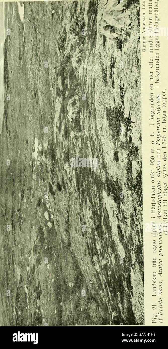 Arkiv For Botanik Repr O Tr J Cederquist Stliliii Fig Bild Af Hamrafjallets Tvarbranta J
