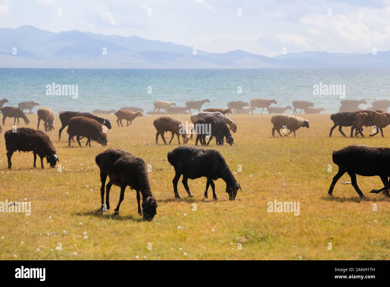 Les moutons dans les pâturages près de Song Kol au Kirghizstan Banque D'Images Les moutons dans les pâturages près de Song Kol au Kirghizstan Banque D'Images