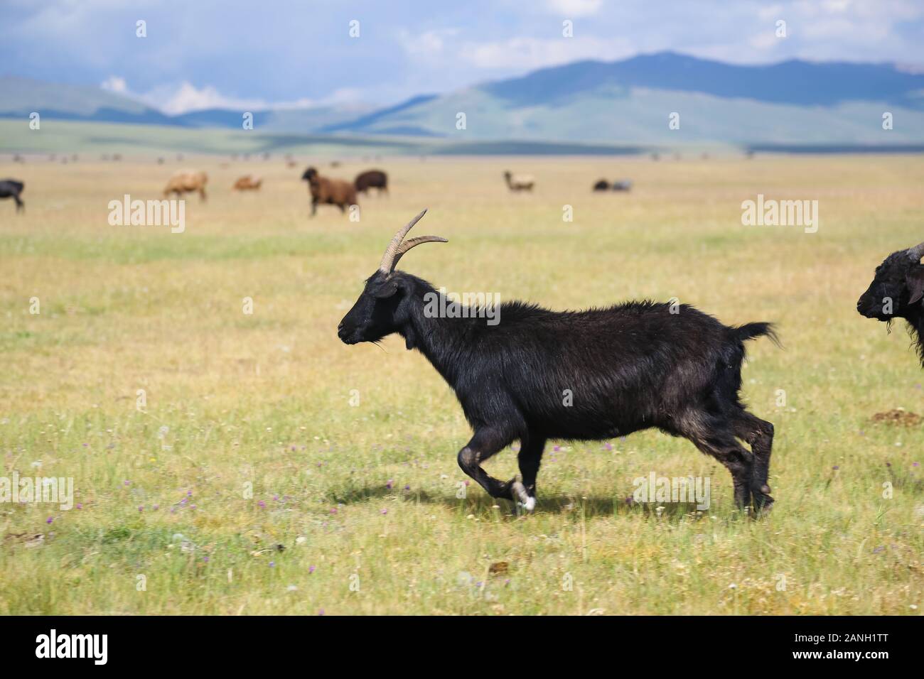 Les moutons dans les pâturages près de Song Kol au Kirghizstan Banque D'Images Les moutons dans les pâturages près de Song Kol au Kirghizstan Banque D'Images