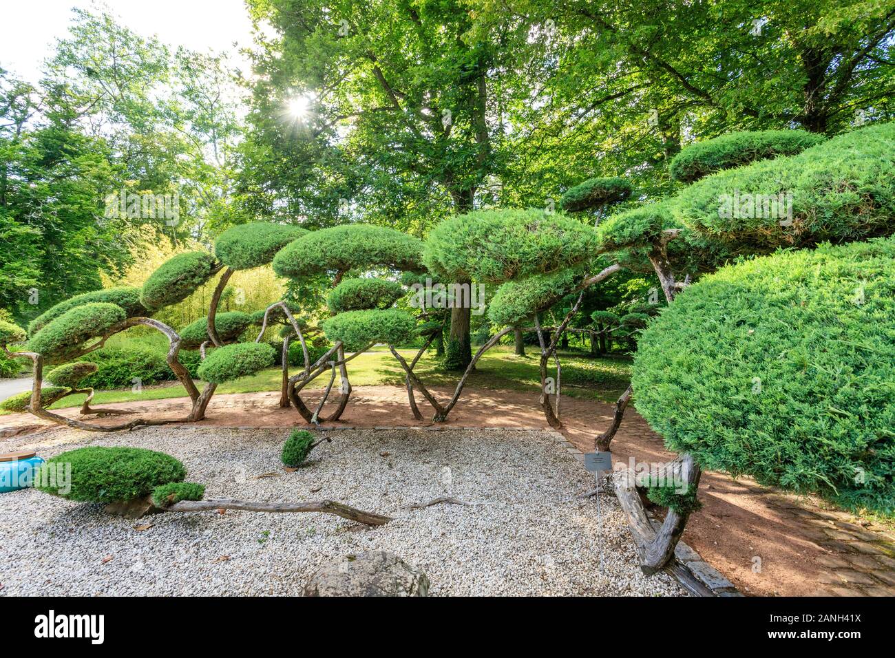 'Hetzii Genévrier', 'Hetzii Juniperus x media', France, Loiret, Orleans, Orléans-la-source, le parc floral de la Source // 'Hetzii Genévrier', Juniperu Banque D'Images