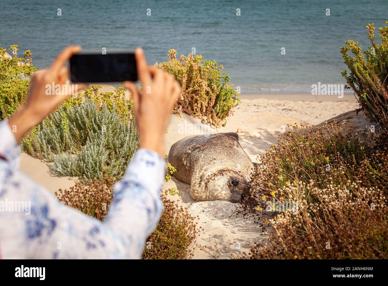 Prise de photos touristiques sur téléphone mobile de fourrure de l'australienne sur la plage Banque D'Images