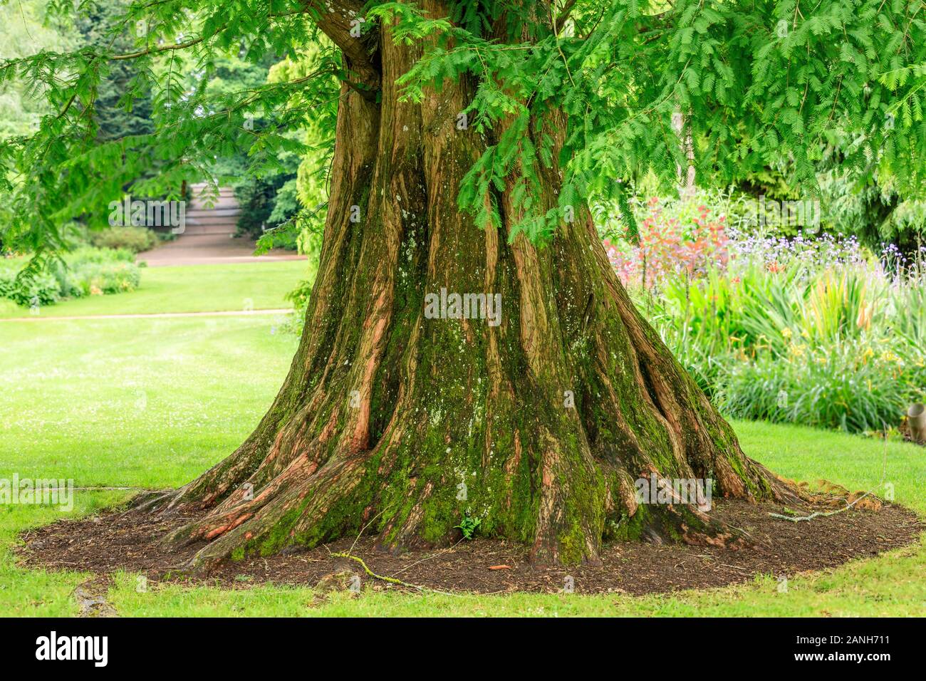 Metasequoia glyptostroboides, dawn redwood, le tronc, France, Loiret, Orleans, Orléans-la-source, le parc floral de la Source // Metasequoia glyptos Banque D'Images
